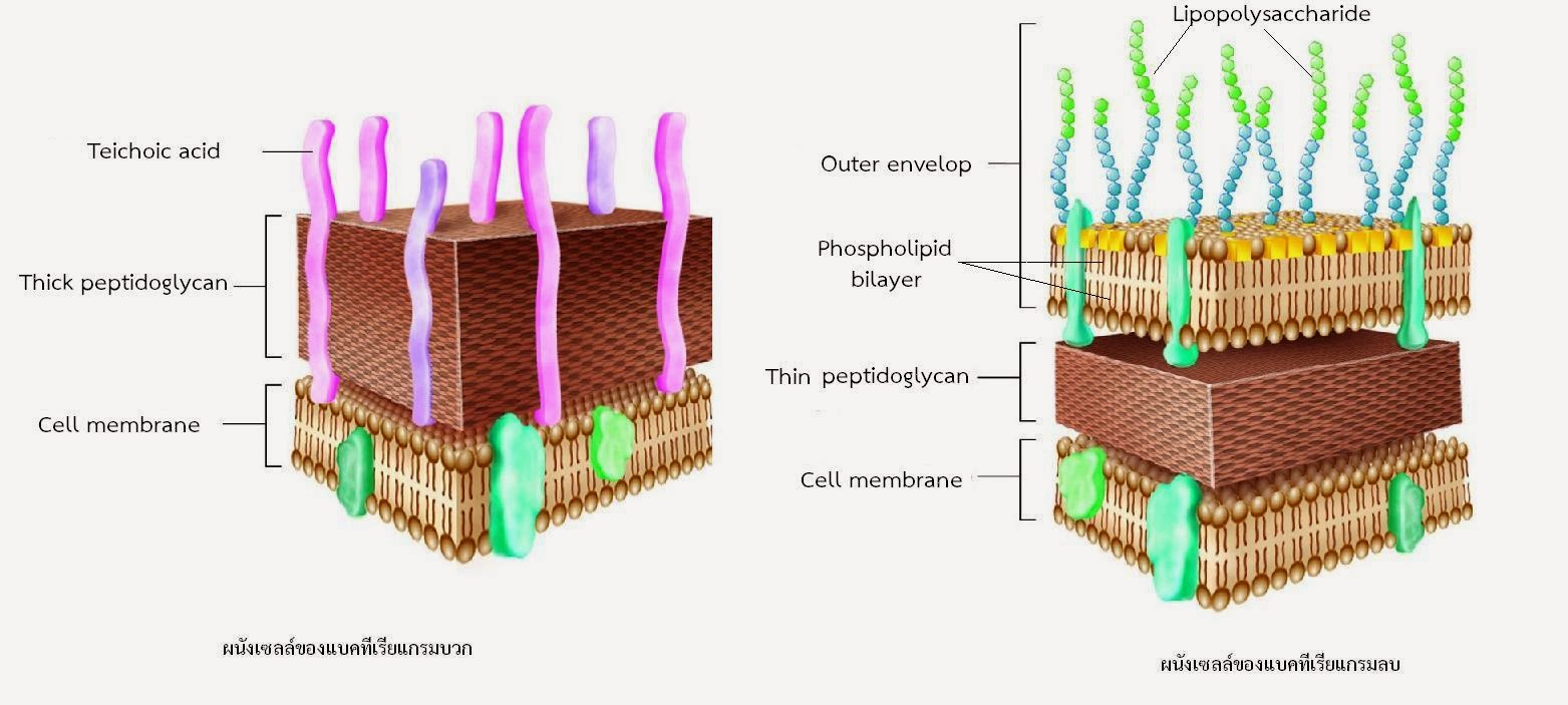 Грибные стенки покрыты снаружи клеточными стенками образованными. Плотная наружная клеточная стенка строение. Строение клеточной стенки. Клеточная стенка бактерий. Целлюлоза в клеточной стенке.